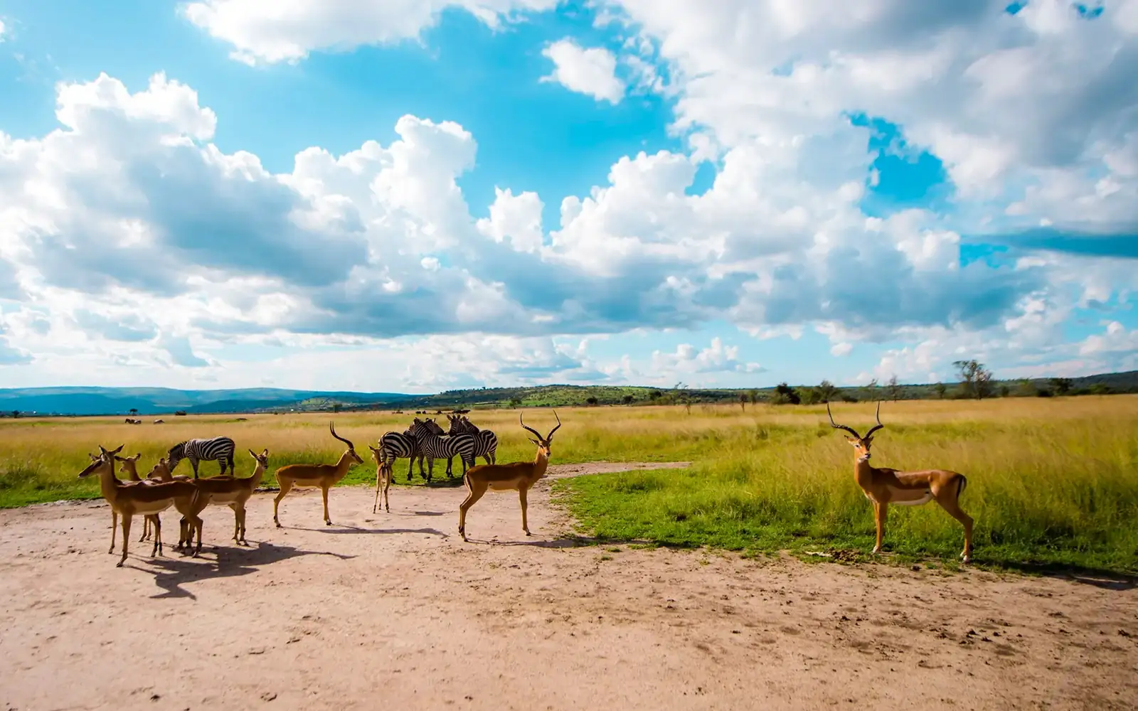 Day Akagera National Park Safari Gorilla Trekking Tours Trips